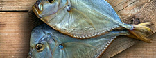 Ayıklanmamış vomer balığı