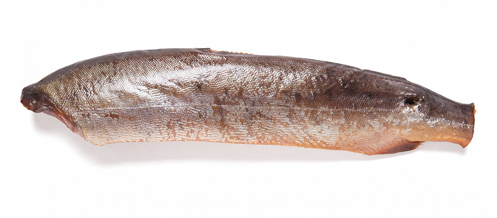 Pembe somon balığı