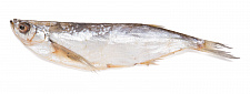 Chehon (Pelecus cultratus) balığı