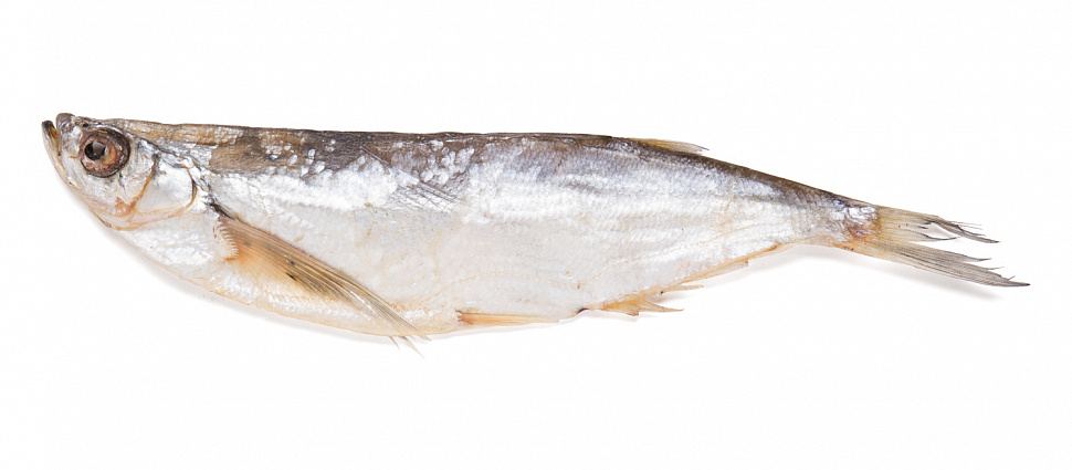 Chehon (Pelecus cultratus) balığı