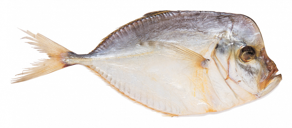 Vomer balığı